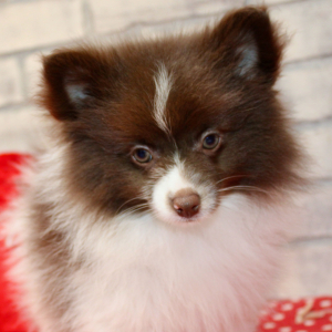 Pomeranian Puppy Lane