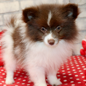 Pomeranian Puppy Lane