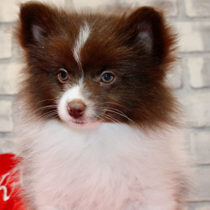 Pomeranian Puppy Lane
