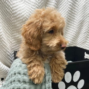 Cockapoo Puppy Avery