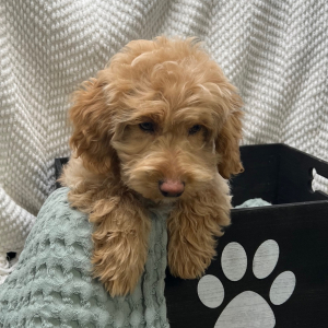 Cockapoo Puppy Avery