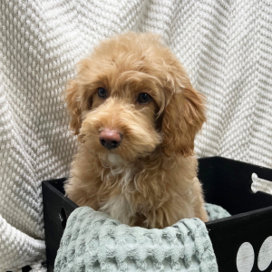 Cockapoo Puppy Avery
