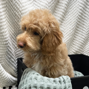Cockapoo Puppy Avery