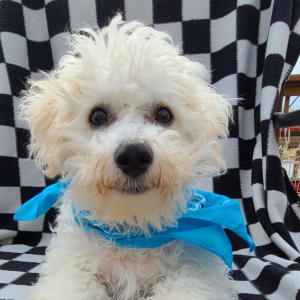 Bichon Frise Puppy Benji