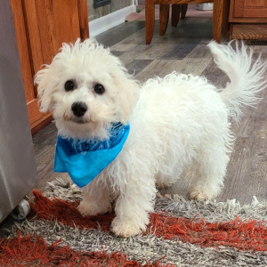 Bichon Frise Puppy Benji