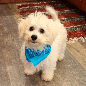 Bichon Frise Puppy Benji