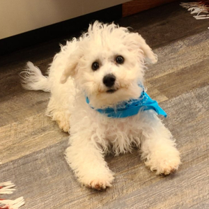 Bichon Frise Puppy Benji