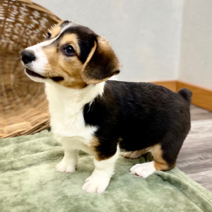 Pembroke Welsh Corgi Puppy Onyx