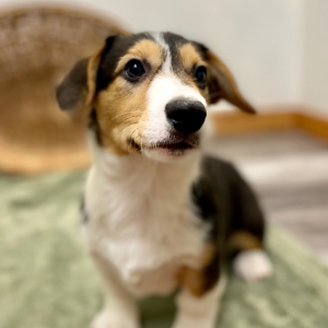 Pembroke Welsh Corgi Puppy Onyx