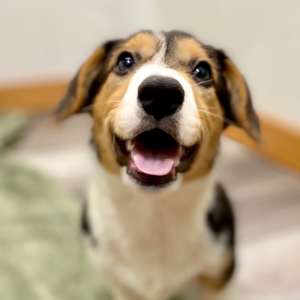 Pembroke Welsh Corgi Puppy Onyx