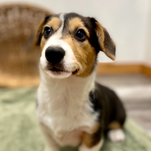Pembroke Welsh Corgi Puppy Onyx