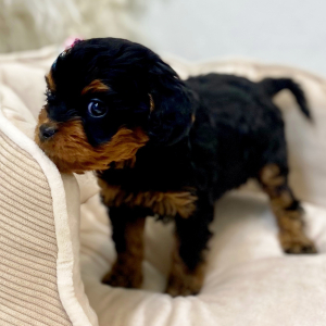 Cavapoo Puppy Anka