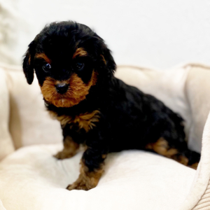 Cavapoo Puppy Anka