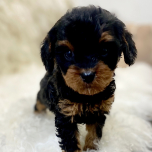 Cavapoo Puppy Anka