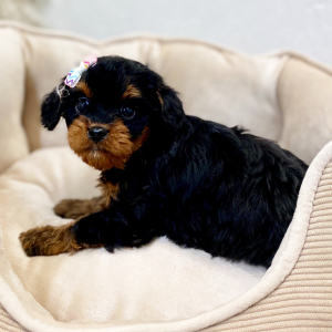 Cavapoo Puppy Anka