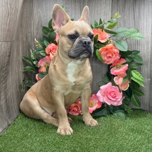 French Bulldog Puppy Ian