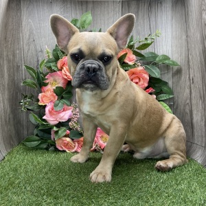 French Bulldog Puppy Ian