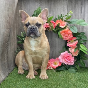 French Bulldog Puppy Ian