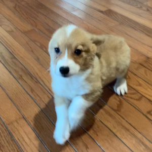 Pembroke Welsh Corgi Puppy Scooter