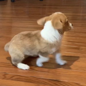 Pembroke Welsh Corgi Puppy Scooter