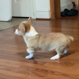 Pembroke Welsh Corgi Puppy Scooter