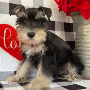 Miniature Schnauzer Puppy Tonia