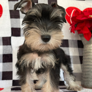 Miniature Schnauzer Puppy Tonia