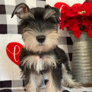 Miniature Schnauzer Puppy Tonia