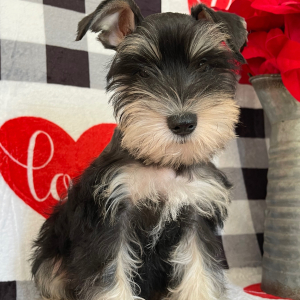 Miniature Schnauzer Puppy Tonia