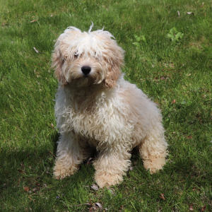 Cockapoo Puppy Koko