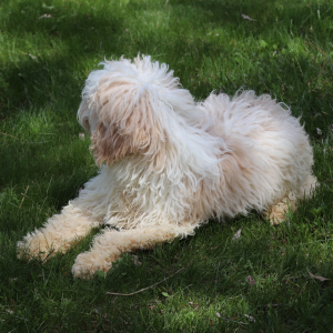 Cockapoo Puppy Koko