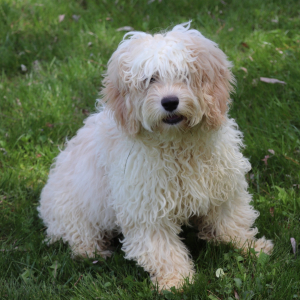 Cockapoo Puppy Koko