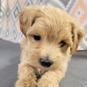 Maltipoo Puppy Nibble
