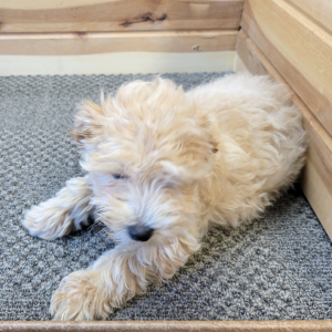Maltipoo Puppy Nibble