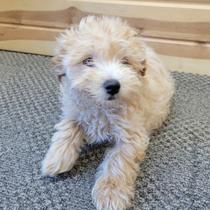 Maltipoo Puppy Nibble