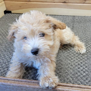 Maltipoo Puppy Nibble