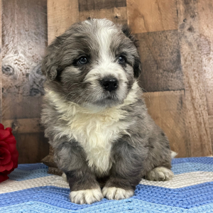 Bernedoodle Puppy Weston