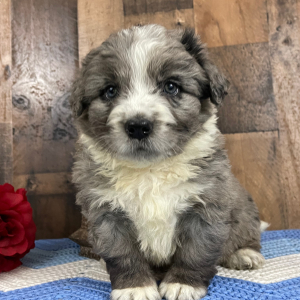 Bernedoodle Puppy Weston