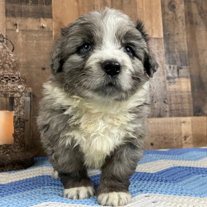 Bernedoodle Puppy Weston