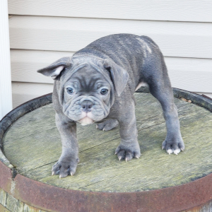 French Bulldog Puppy Tracker
