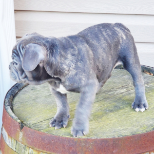 French Bulldog Puppy Tracker