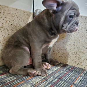 French Bulldog Puppy Tracker