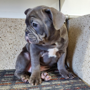 French Bulldog Puppy Tracker