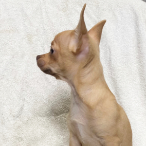 Chihuahua Puppy Buster