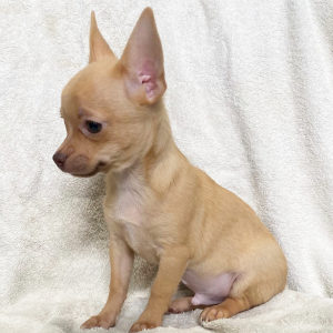 Chihuahua Puppy Buster
