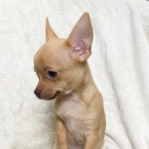 Chihuahua Puppy Buster
