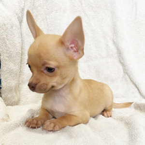 Chihuahua Puppy Buster