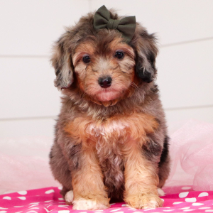 Bernedoodle Puppy Fiona