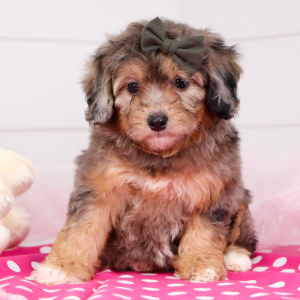 Bernedoodle Puppy Fiona