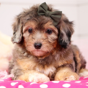 Bernedoodle Puppy Fiona
